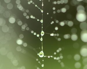 Preview wallpaper cobweb, drops, blur, green, macro