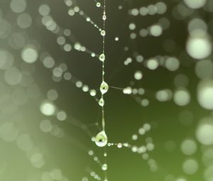 Preview wallpaper cobweb, drops, blur, green, macro