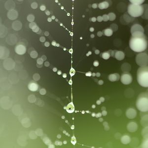Preview wallpaper cobweb, drops, blur, green, macro
