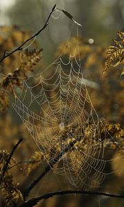 Preview wallpaper cobweb, drops, branches, autumn, macro