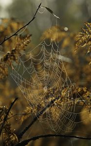 Preview wallpaper cobweb, drops, branches, autumn, macro