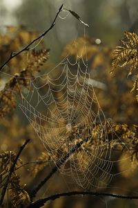 Preview wallpaper cobweb, drops, branches, autumn, macro