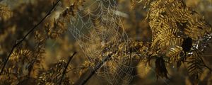 Preview wallpaper cobweb, drops, branches, autumn, macro