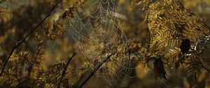 Preview wallpaper cobweb, drops, branches, autumn, macro