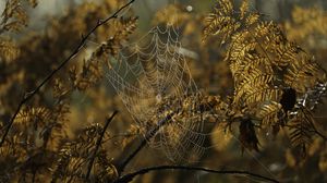 Preview wallpaper cobweb, drops, branches, autumn, macro