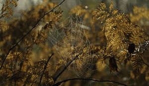 Preview wallpaper cobweb, drops, branches, autumn, macro