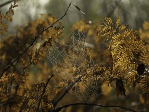 Preview wallpaper cobweb, drops, branches, autumn, macro