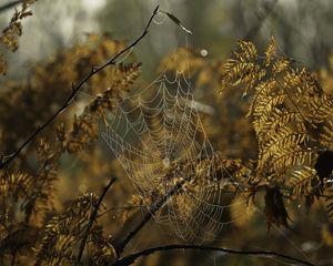 Preview wallpaper cobweb, drops, branches, autumn, macro
