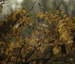 Preview wallpaper cobweb, drops, branches, autumn, macro