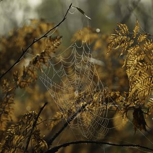 Preview wallpaper cobweb, drops, branches, autumn, macro