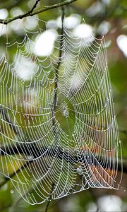 Preview wallpaper cobweb, drops, branches, macro