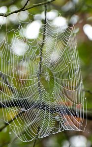 Preview wallpaper cobweb, drops, branches, macro