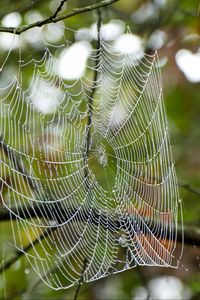 Preview wallpaper cobweb, drops, branches, macro