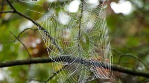 Preview wallpaper cobweb, drops, branches, macro