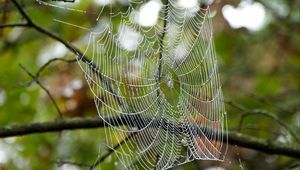 Preview wallpaper cobweb, drops, branches, macro