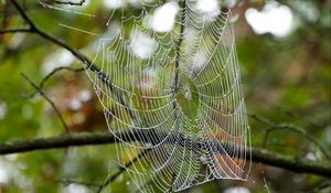 Preview wallpaper cobweb, drops, branches, macro