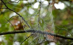 Preview wallpaper cobweb, drops, branches, macro