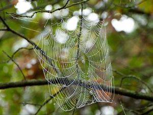 Preview wallpaper cobweb, drops, branches, macro