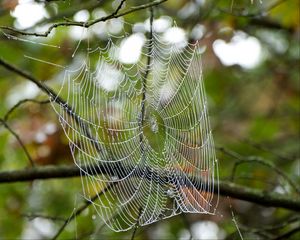 Preview wallpaper cobweb, drops, branches, macro