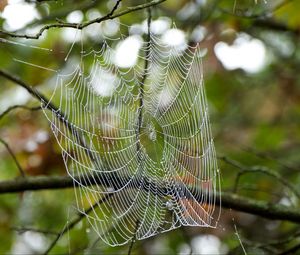 Preview wallpaper cobweb, drops, branches, macro