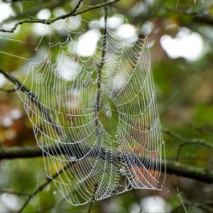 Preview wallpaper cobweb, drops, branches, macro