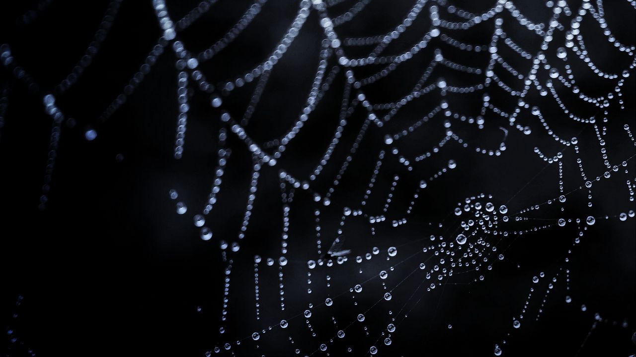 Wallpaper cobweb, drops, dark