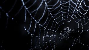 Preview wallpaper cobweb, drops, dark