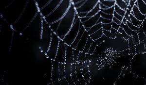 Preview wallpaper cobweb, drops, dark