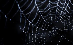 Preview wallpaper cobweb, drops, dark