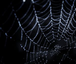 Preview wallpaper cobweb, drops, dark