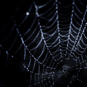 Preview wallpaper cobweb, drops, dark