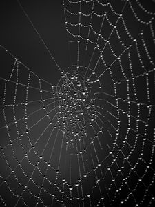 Preview wallpaper cobweb, drops, dark background, macro