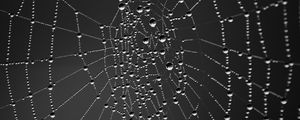 Preview wallpaper cobweb, drops, dark background, macro