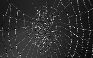 Preview wallpaper cobweb, drops, dark background, macro