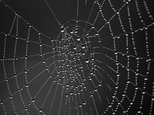 Preview wallpaper cobweb, drops, dark background, macro