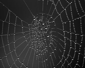 Preview wallpaper cobweb, drops, dark background, macro