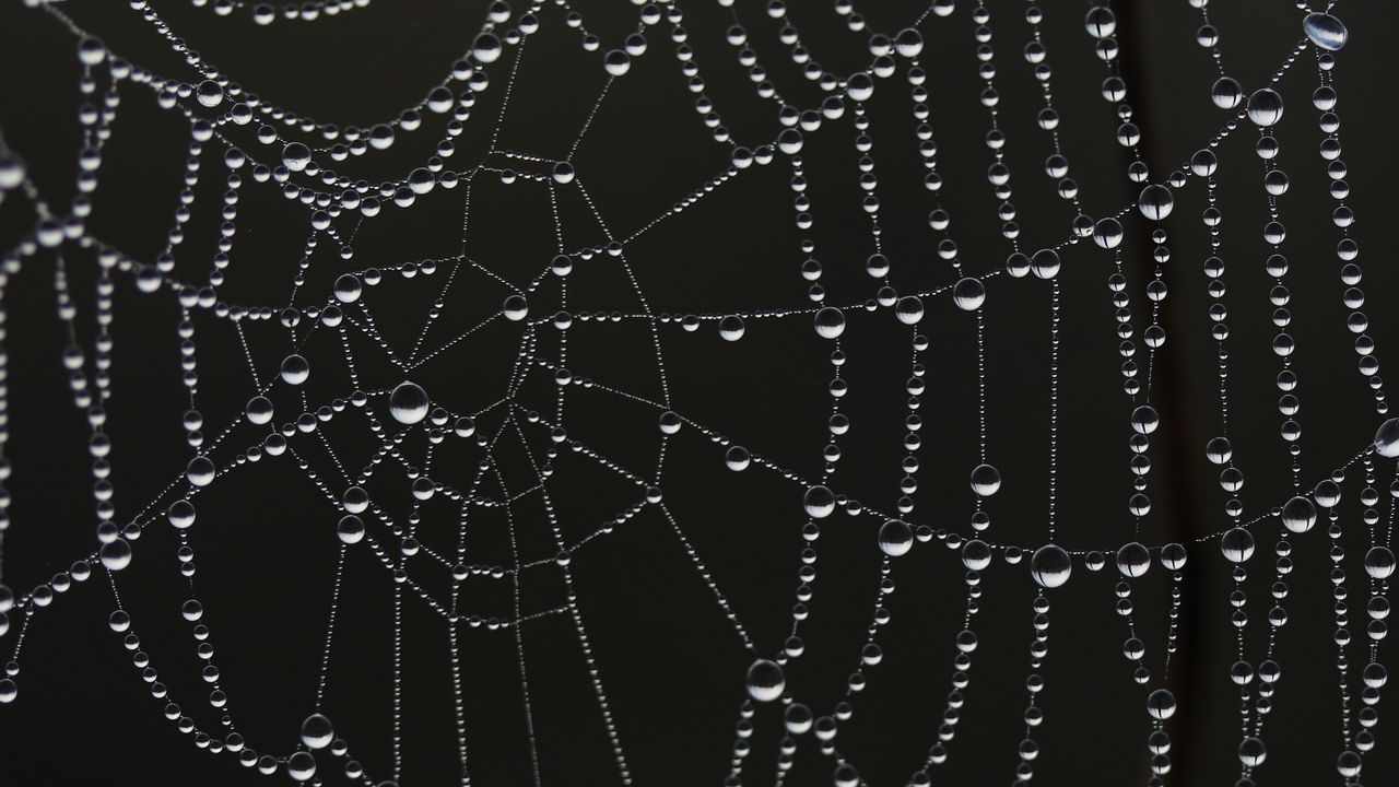 Wallpaper cobweb, drops, dew, bw