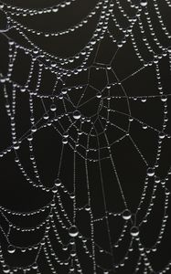 Preview wallpaper cobweb, drops, dew, bw