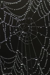 Preview wallpaper cobweb, drops, dew, bw