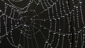 Preview wallpaper cobweb, drops, dew, bw