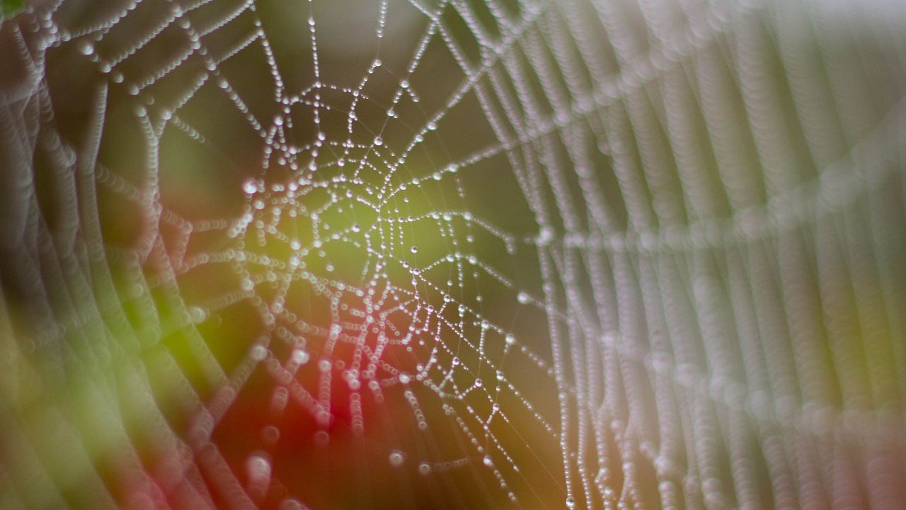 Wallpaper cobweb, drops, dew, wet, macro