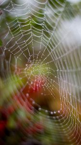 Preview wallpaper cobweb, drops, dew, wet, macro