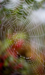 Preview wallpaper cobweb, drops, dew, wet, macro