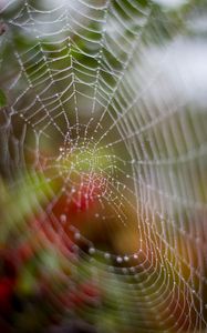 Preview wallpaper cobweb, drops, dew, wet, macro