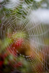 Preview wallpaper cobweb, drops, dew, wet, macro