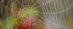 Preview wallpaper cobweb, drops, dew, wet, macro