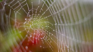 Preview wallpaper cobweb, drops, dew, wet, macro