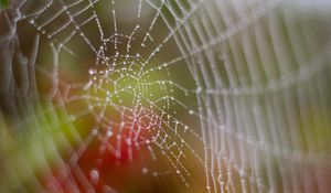 Preview wallpaper cobweb, drops, dew, wet, macro