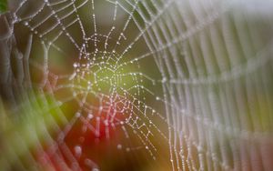 Preview wallpaper cobweb, drops, dew, wet, macro