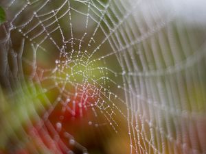 Preview wallpaper cobweb, drops, dew, wet, macro